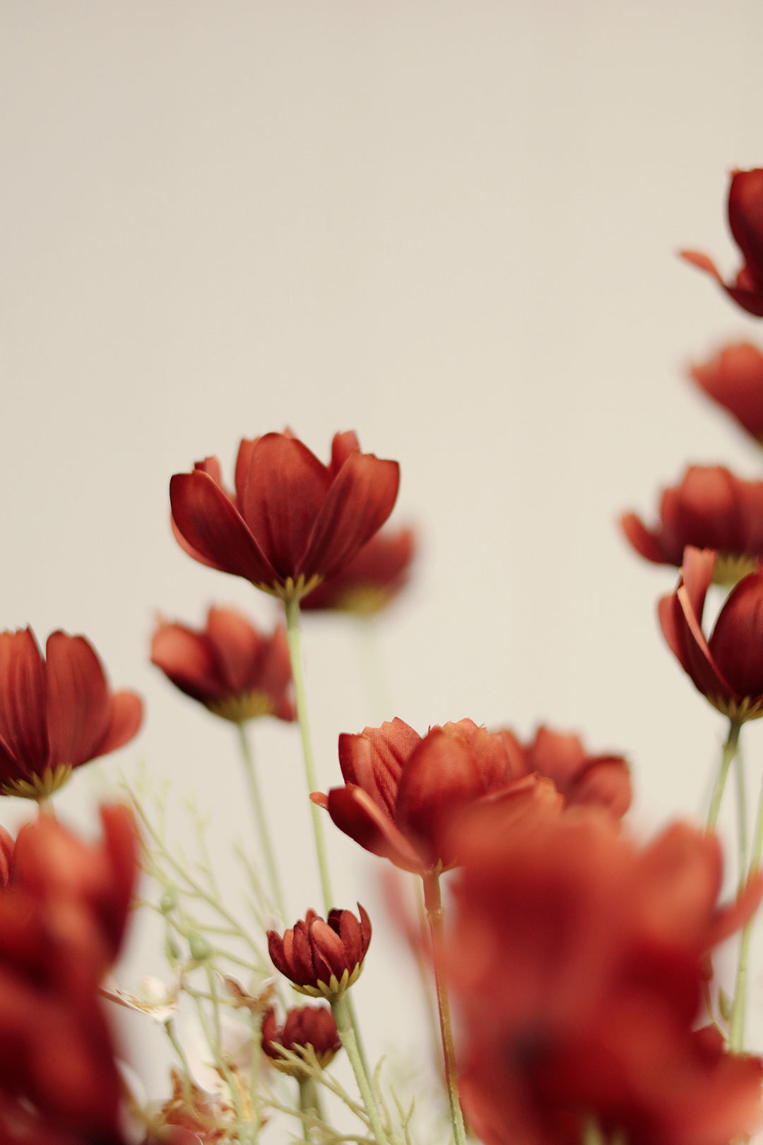 Calliopsis Spray - Rust Red