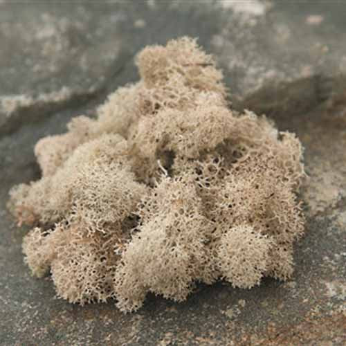 Reindeer Moss - Natural