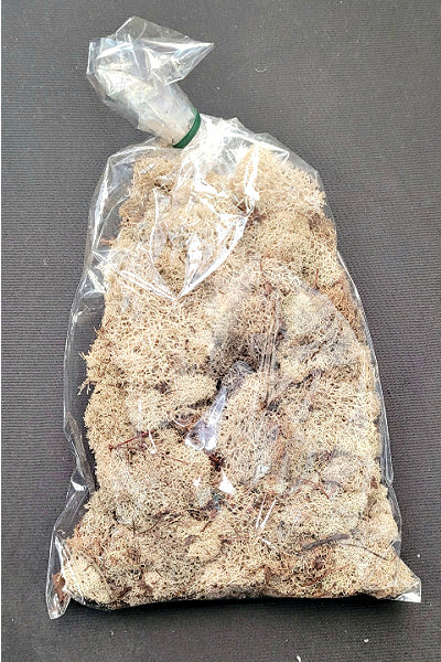 Reindeer Moss