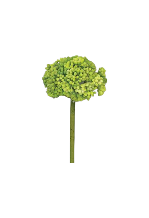 Green Sedum Succulent Stem
