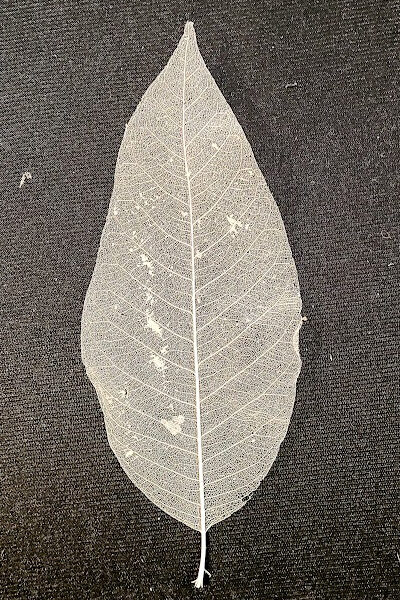 Skeleton Magnolia Leaf