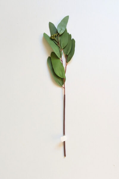 Eucalyptus Long Leaf Stem