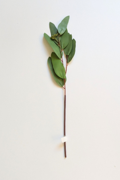 Eucalyptus Long Leaf Stem