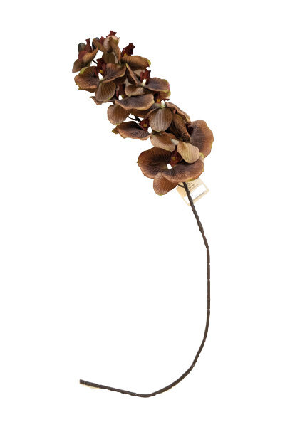 Coffee Colored Orchid Stem